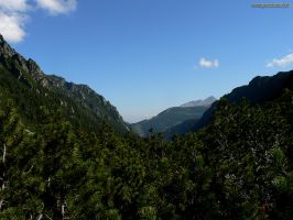 W pamie kosodrzewiny w grnej czci Doliny Roztoki - widok na wschd